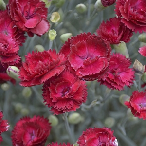 Dianthus Red Fire